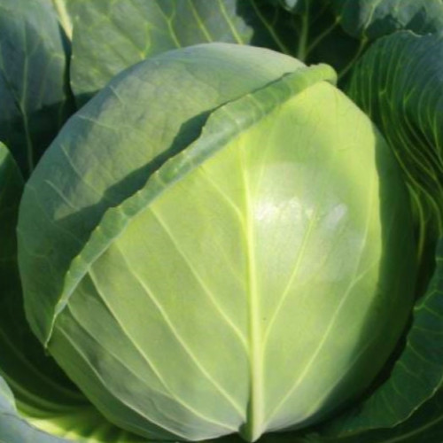 Cabbage Early Ball
